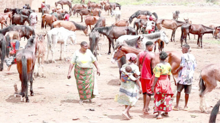 Read more about the article Horse Depot In Enugu Community